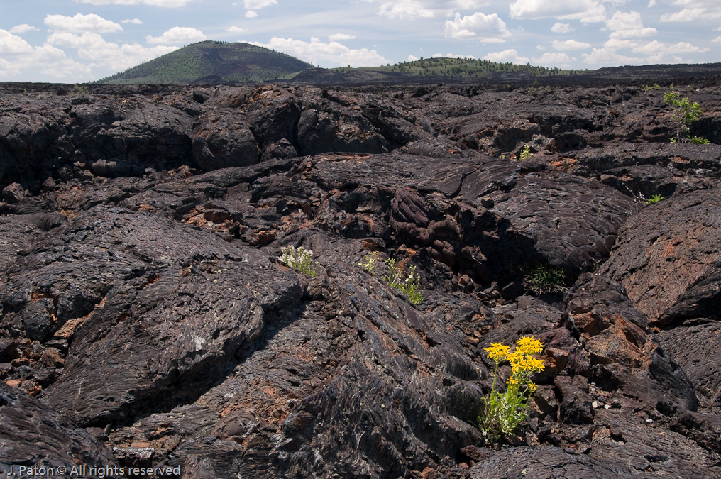 Flowers at Craters of the Moon National Monument   Craters of the Moon National Monument, Idaho