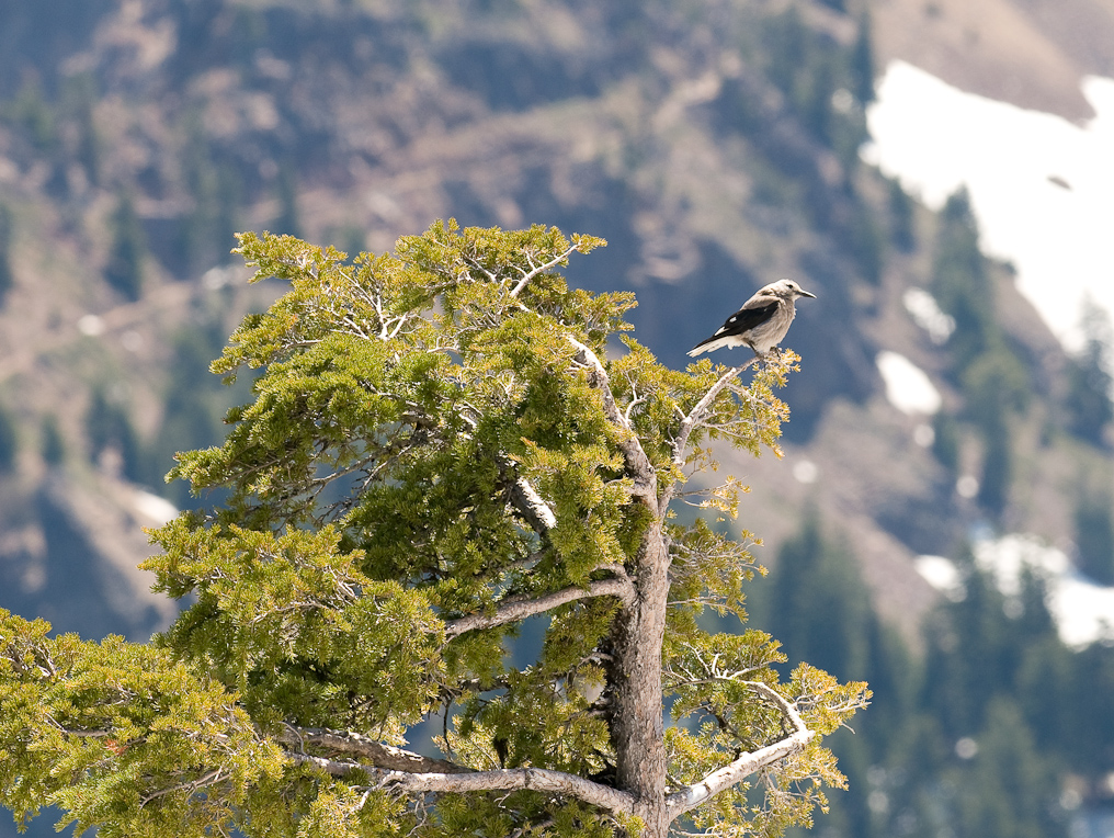 Clark's Nutcracker   Crater Lake National Park