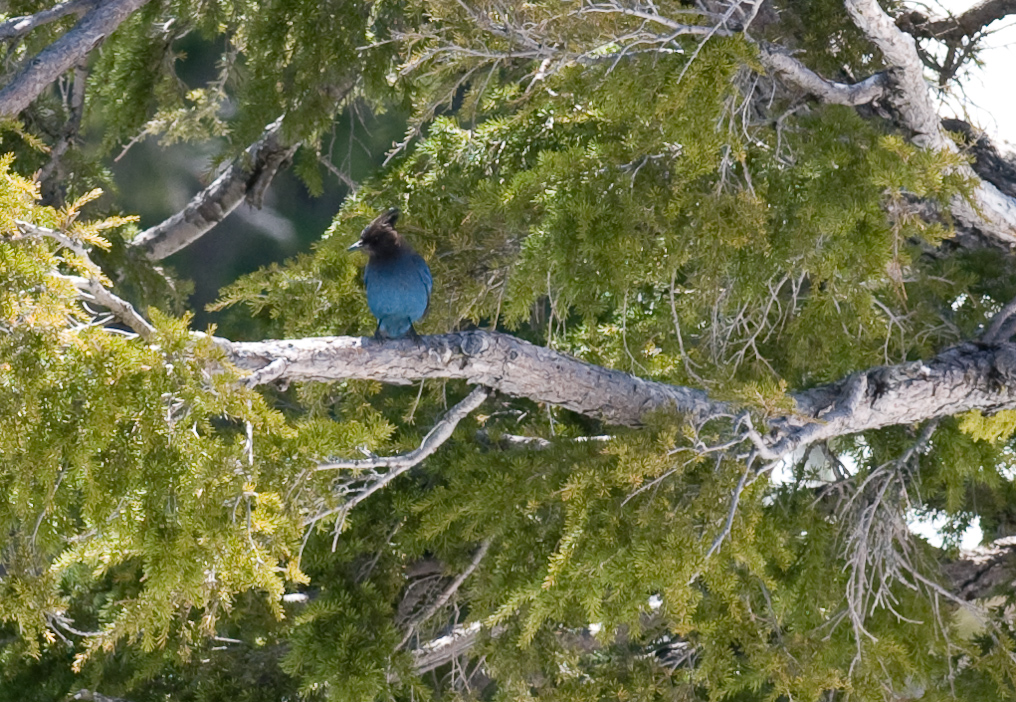 Stellar Jay   Crater Lake National Park
