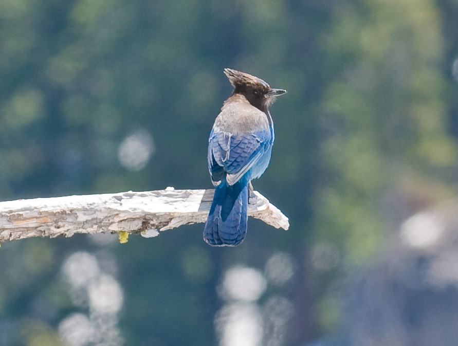 Stellar Jay   Crater Lake National Park