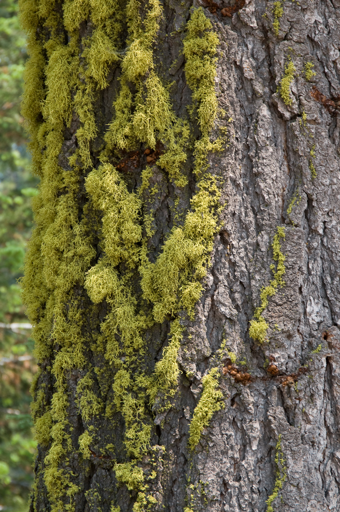 Moss   Lassen Volcanic National Park