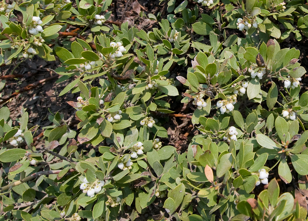 White Berries   Lassen Volcanic National Park
