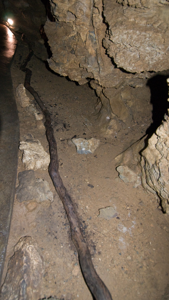 Tree Roots   Oregon Caves National Monument