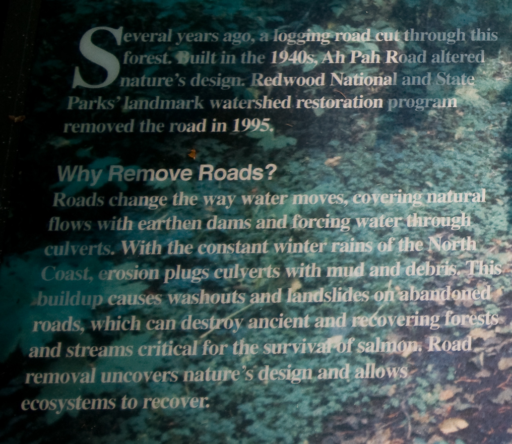 Ah-Pah Trail   Prairie Creek Redwood California State Park