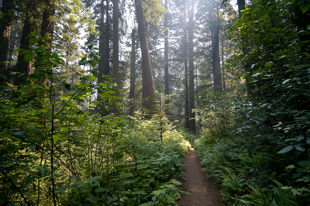 Ah-Pah Trail   Prairie Creek Redwood California State Park