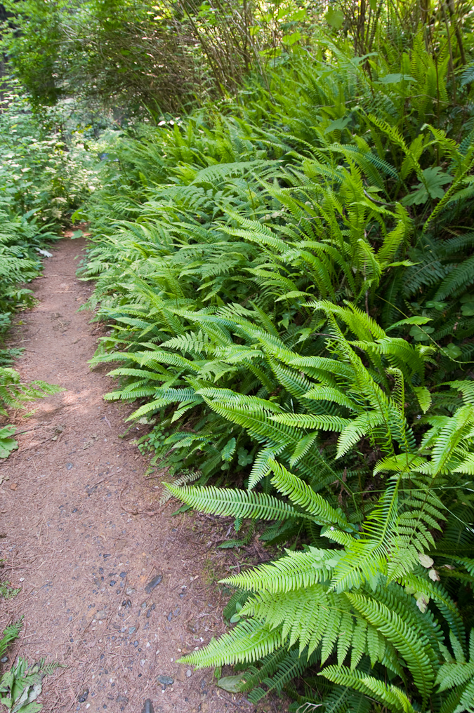 Ah-Pah Trail   Prairie Creek Redwood California State Park