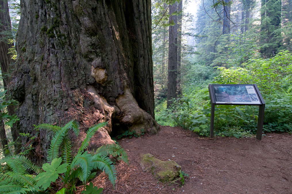 Ah-Pah Trail   Prairie Creek Redwood California State Park