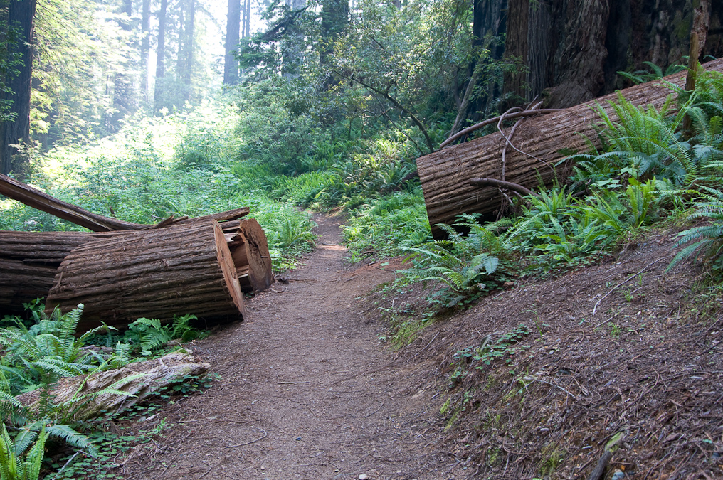 Ah-Pah Trail   Prairie Creek Redwood California State Park