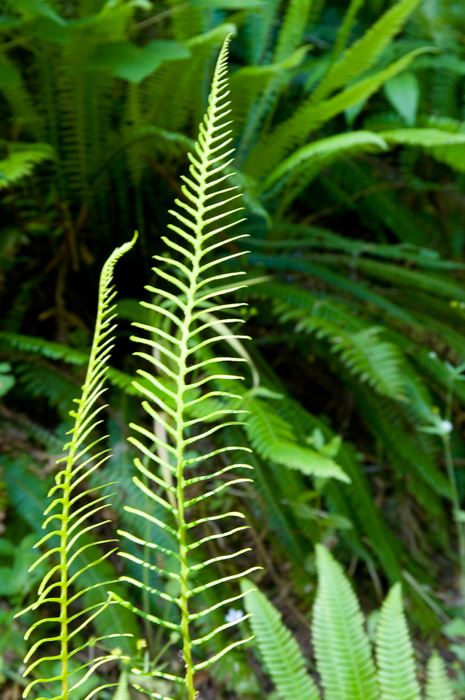 Ah-Pah Trail   Prairie Creek Redwood California State Park