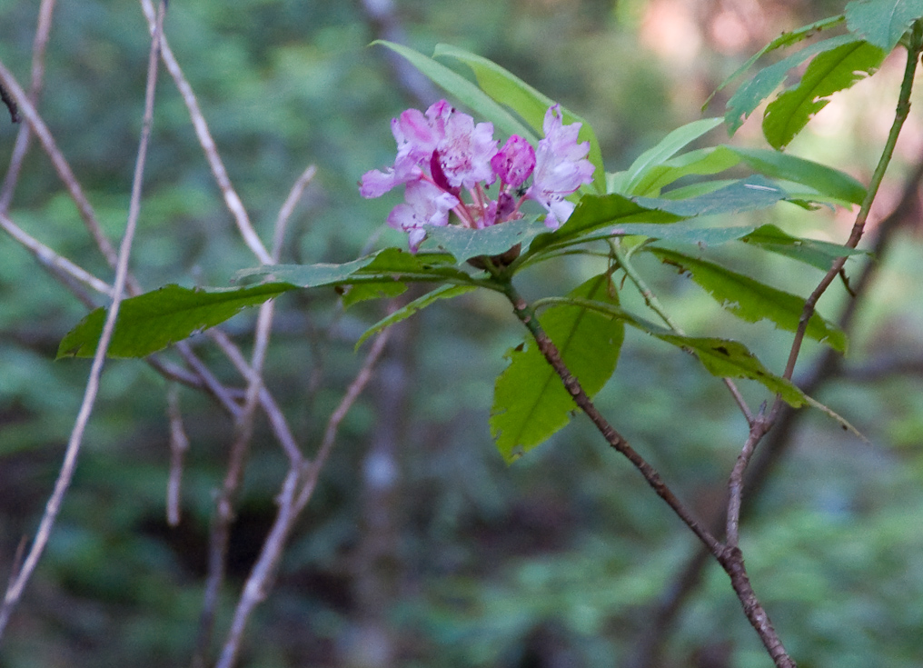 Flower on Ah-Pah Trail   Prairie Creek Redwood California State Park