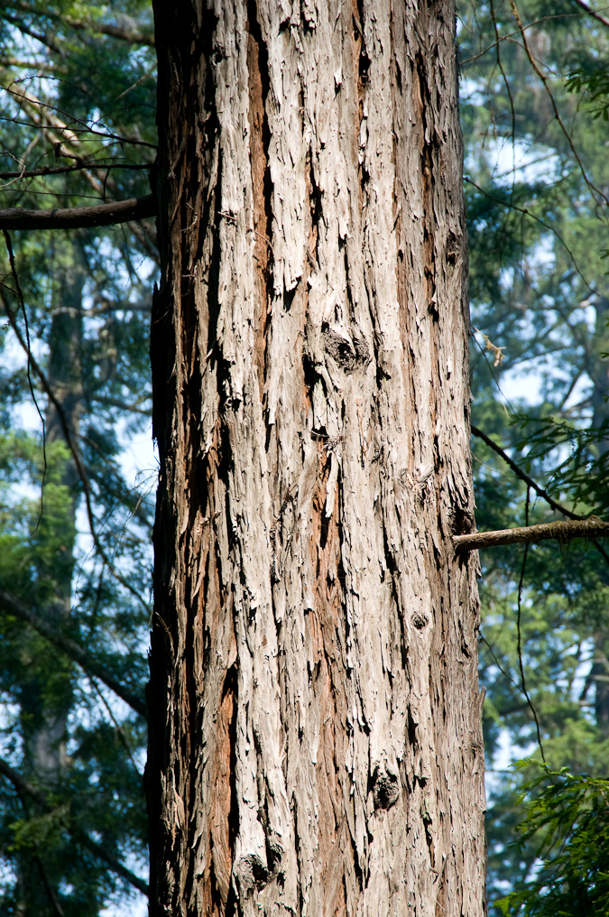 Tree Bark   Redwood National Park