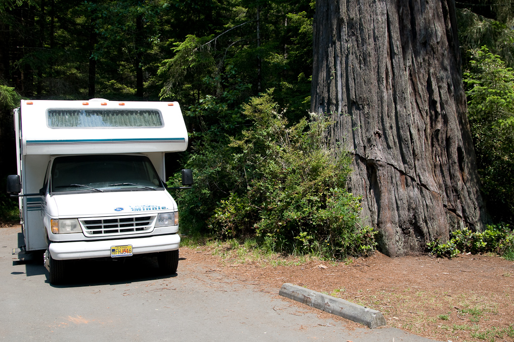 Tree at Lady Bird Johnson Grove's Parking Lot   Redwood National Park