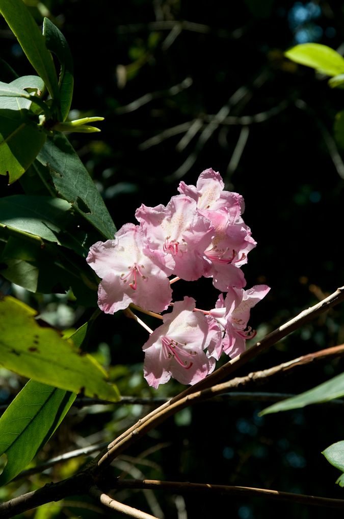 Flower on Trail   Redwood National Park