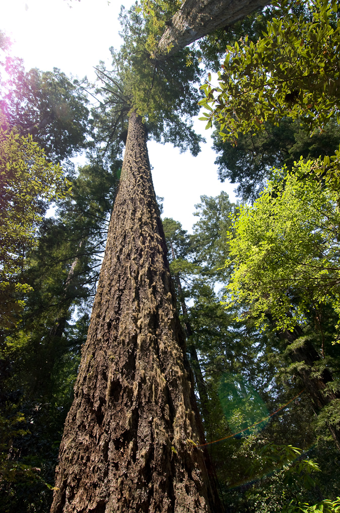 Lady Bird Johnson Grove   Redwood National Park