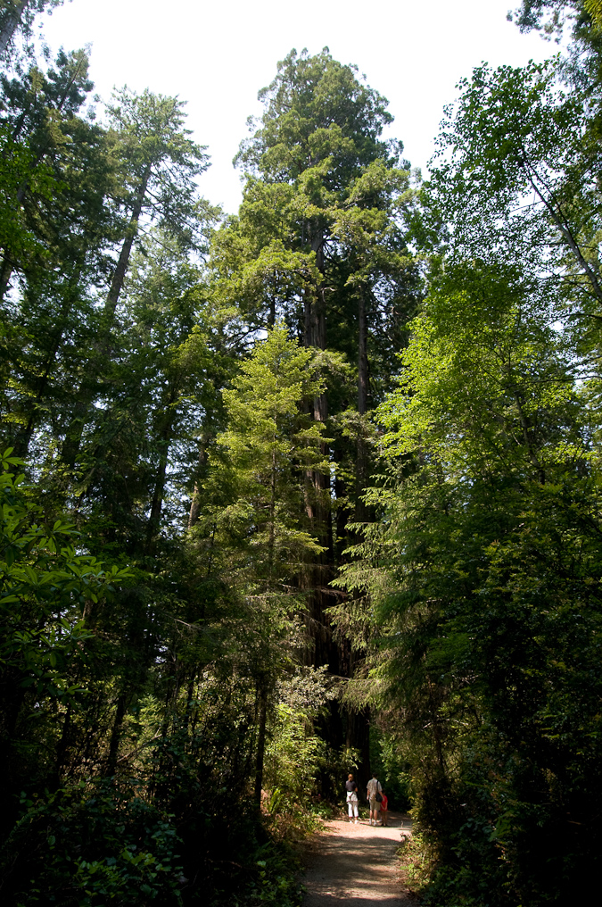 Lady Bird Johnson Grove   Redwood National Park
