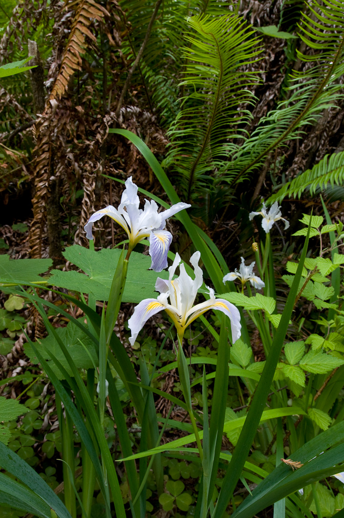 Wild Flowers on Trail at Lady Bird Johnson Grove   Redwood National Park