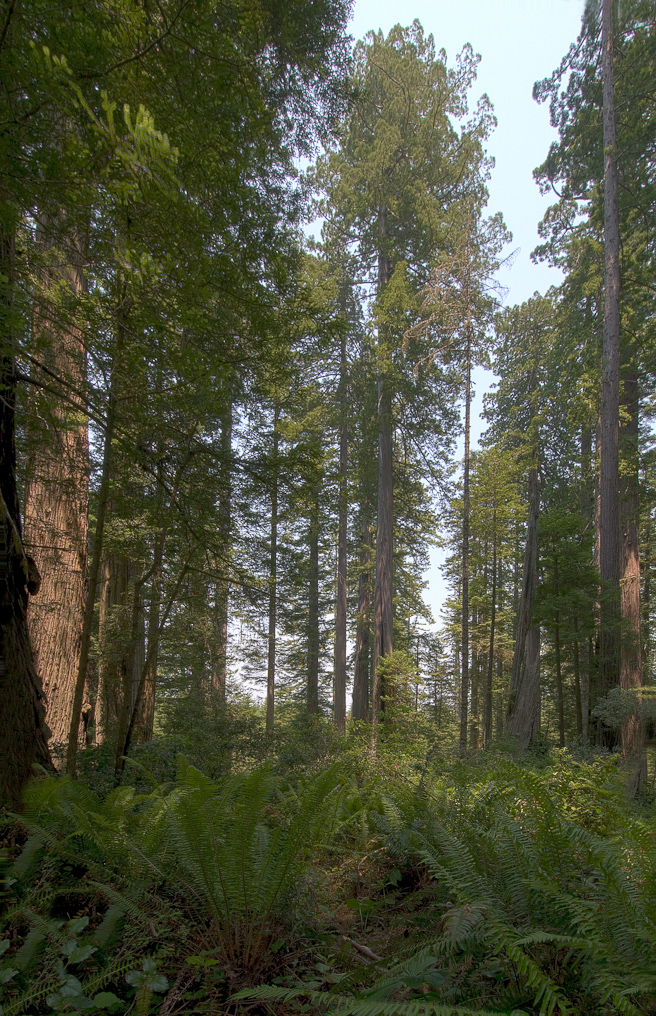 Lady Bird Johnson Grove HDR   Redwood National Park