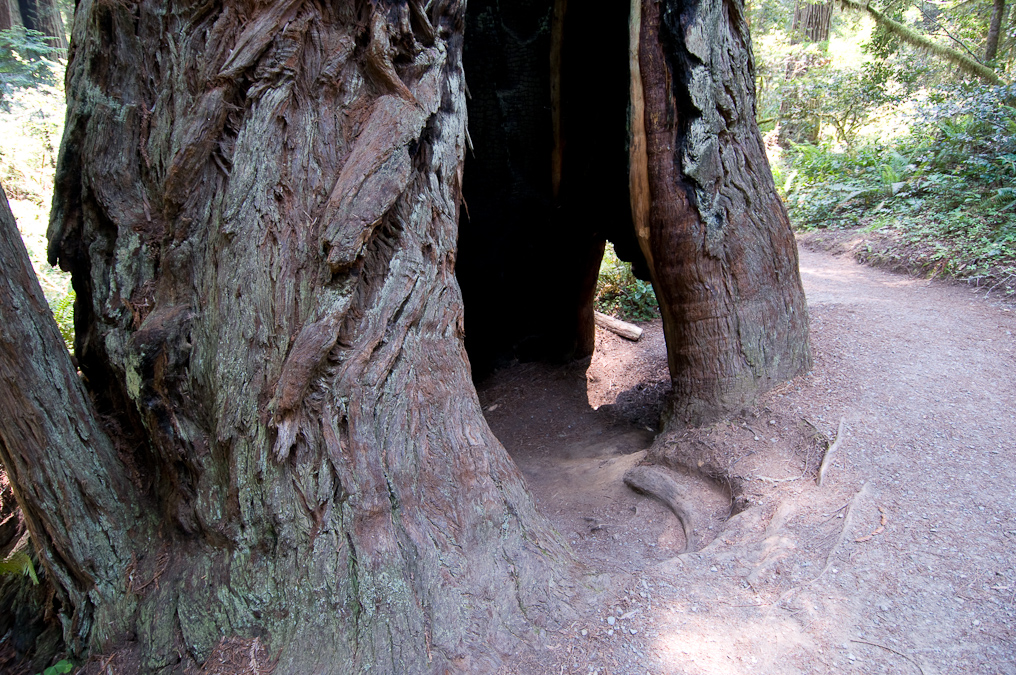 Hollow Tree   Redwood National Park