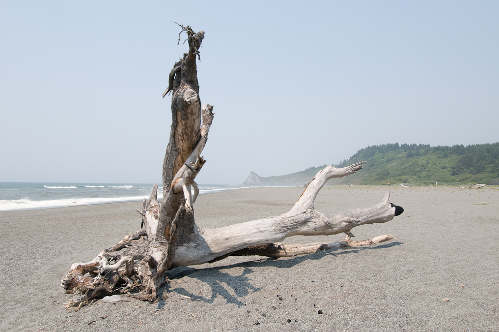 More Driftwood   Humboldt Lagoons State Park
