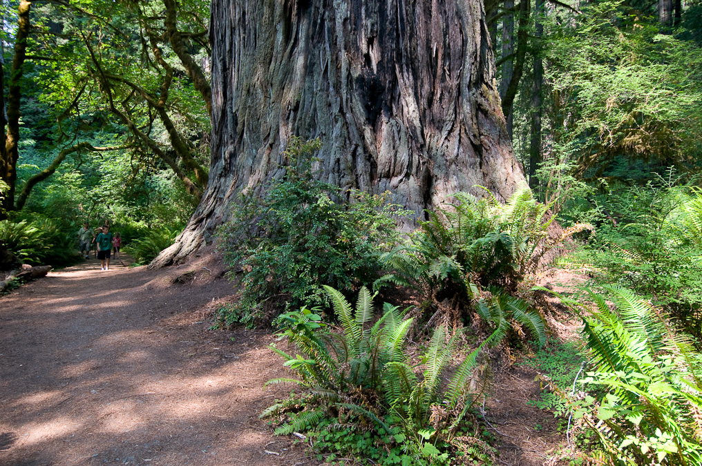 Big Tree   Prairie Creek Redwood California State Park