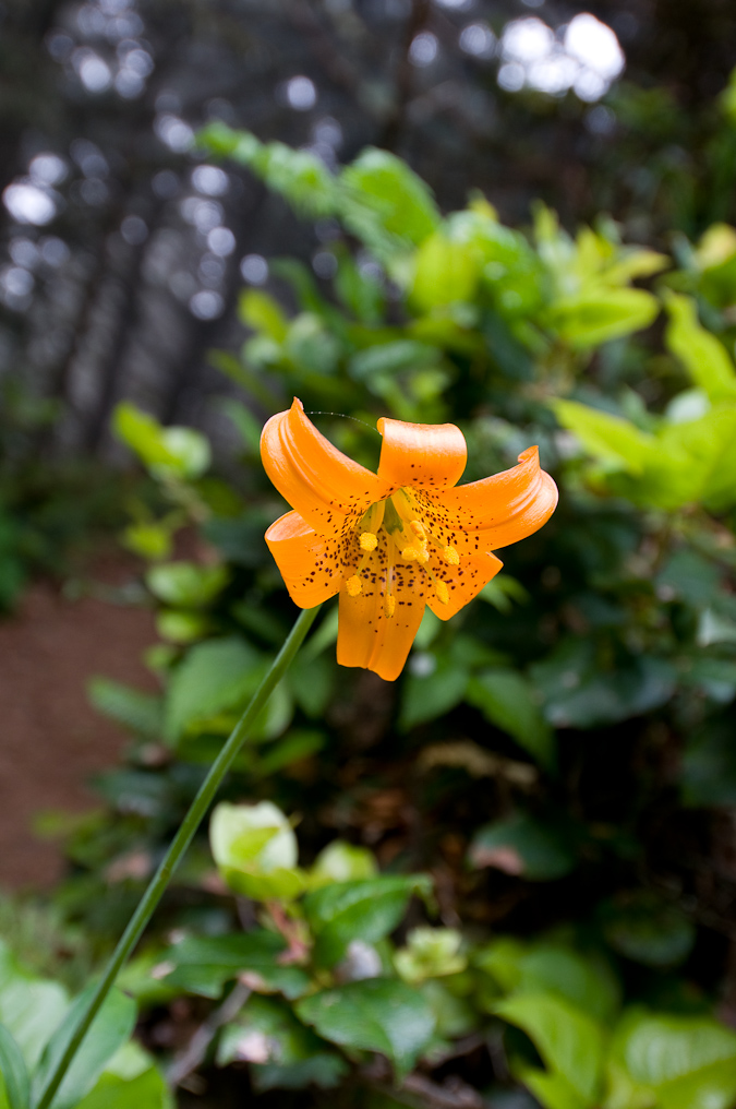 Wildflowers on Coastline Trail   Cape Sebastian State Park