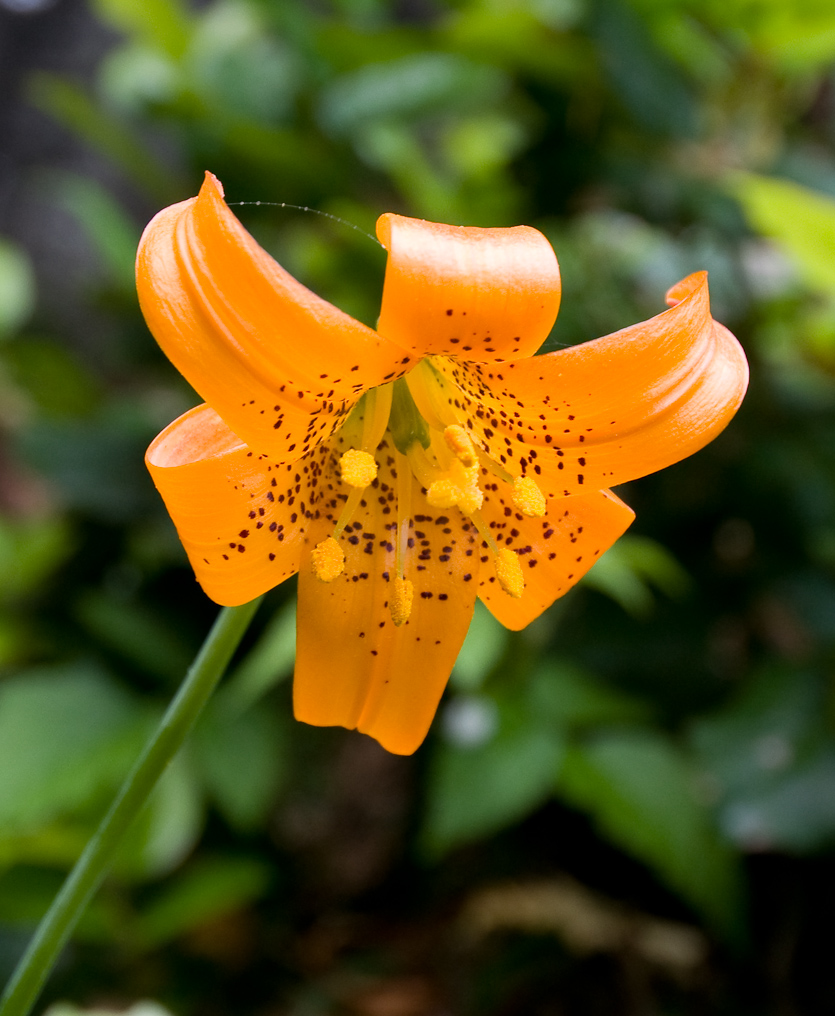 Wildflowers on Coastline Trail   Cape Sebastian State Park