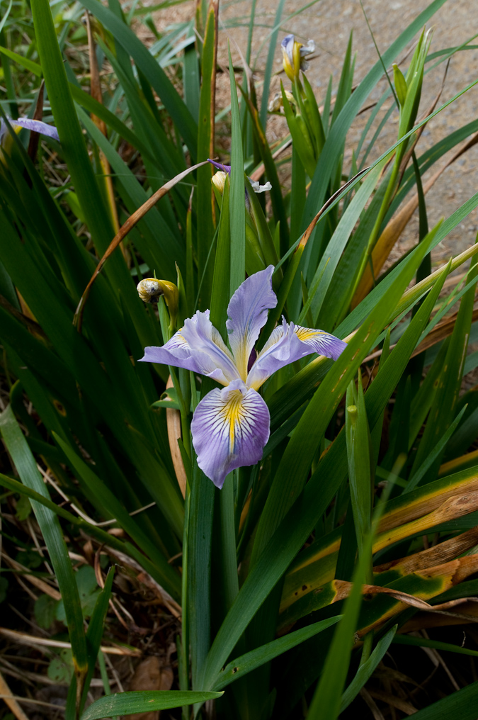 Wildflowers on Coastline Trail   Cape Sebastian State Park