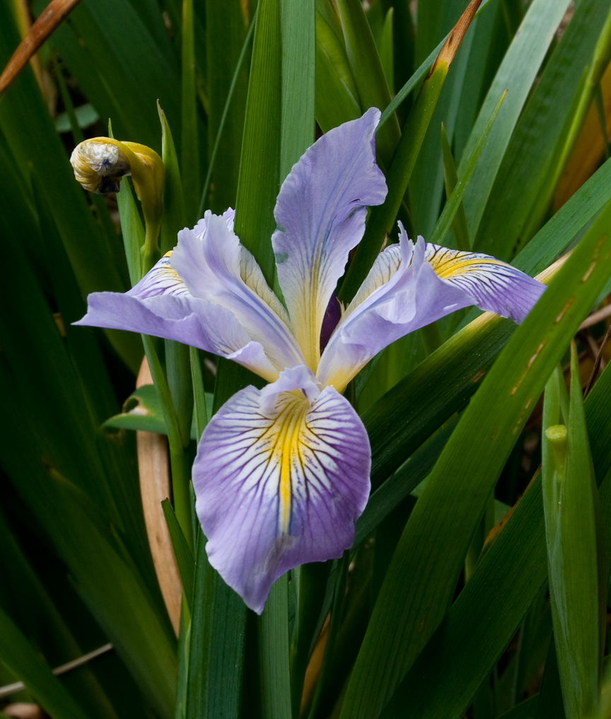 Wildflowers on Coastline Trail   Cape Sebastian State Park