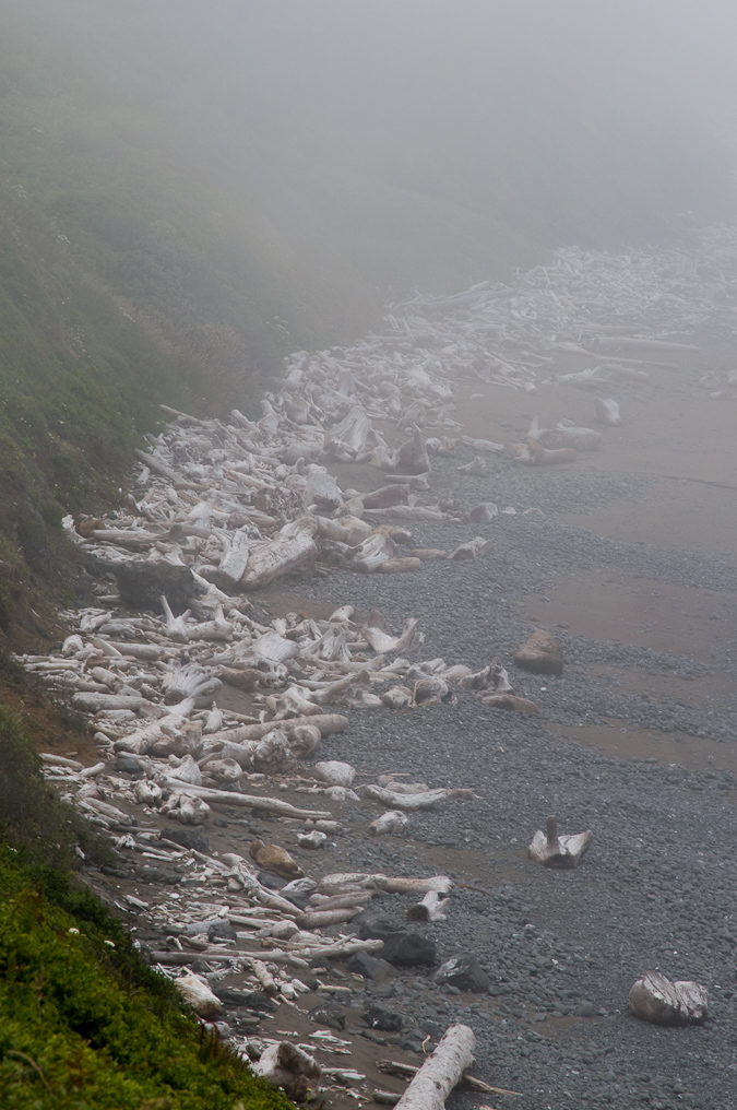 Driftwood   Near Humbug Mountain State Park, Oregon