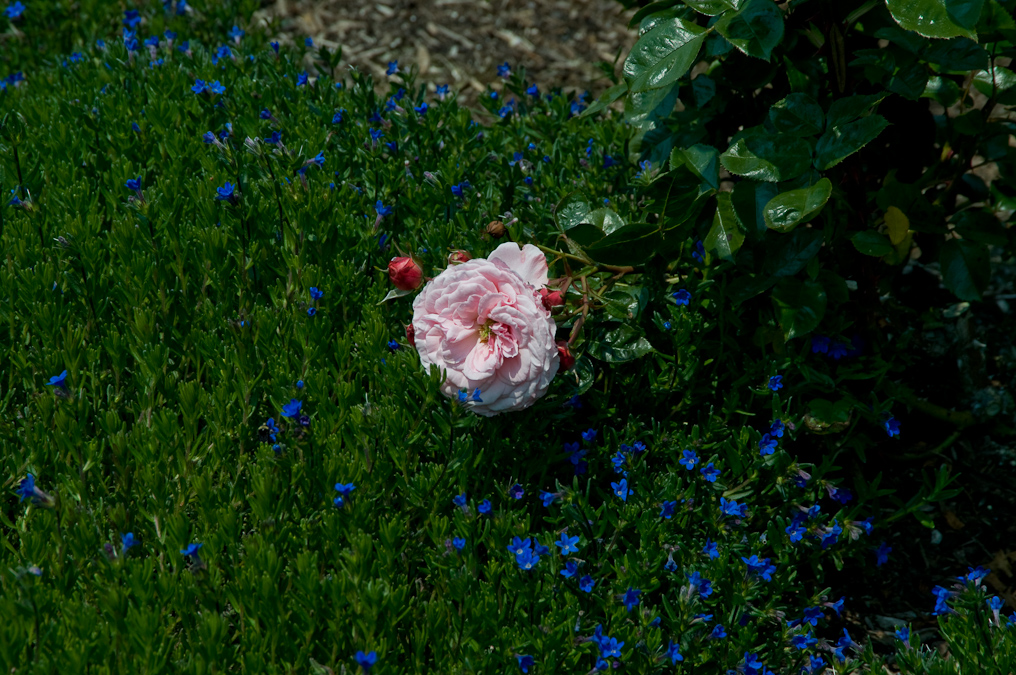 Flowers In Garden   Shore Acres State Park
