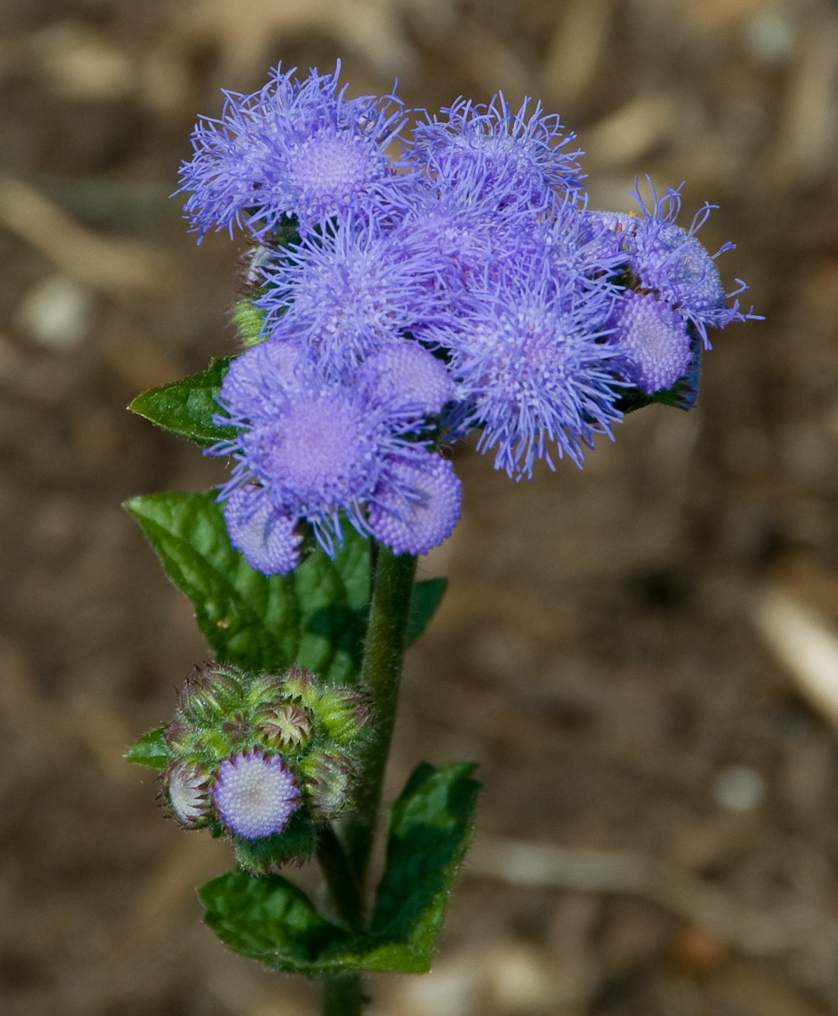 Flowers In Garden   Shore Acres State Park