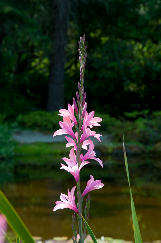 Flowers In Garden   Shore Acres State Park