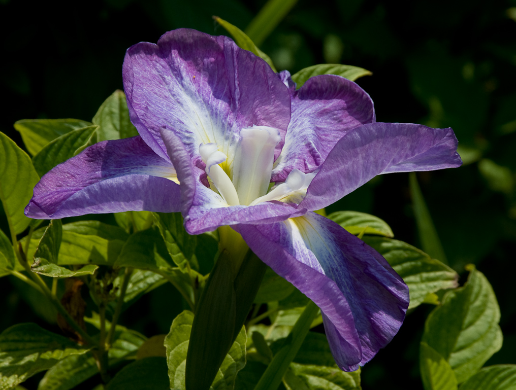 Flowers In Garden   Shore Acres State Park