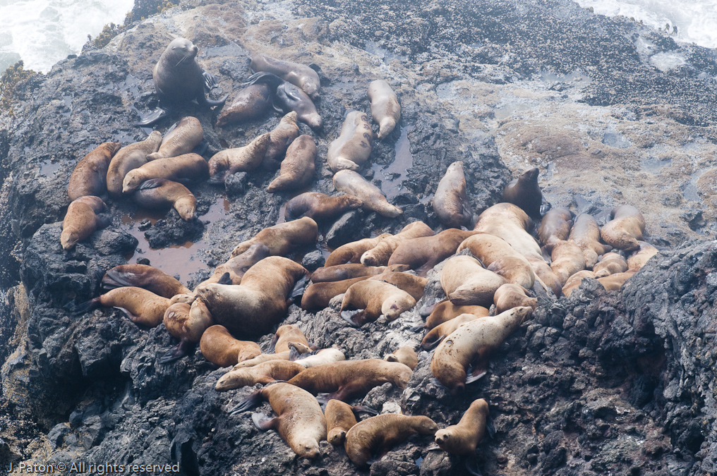 Sea Lions   Near Devil's Elbow State Park, Oregon