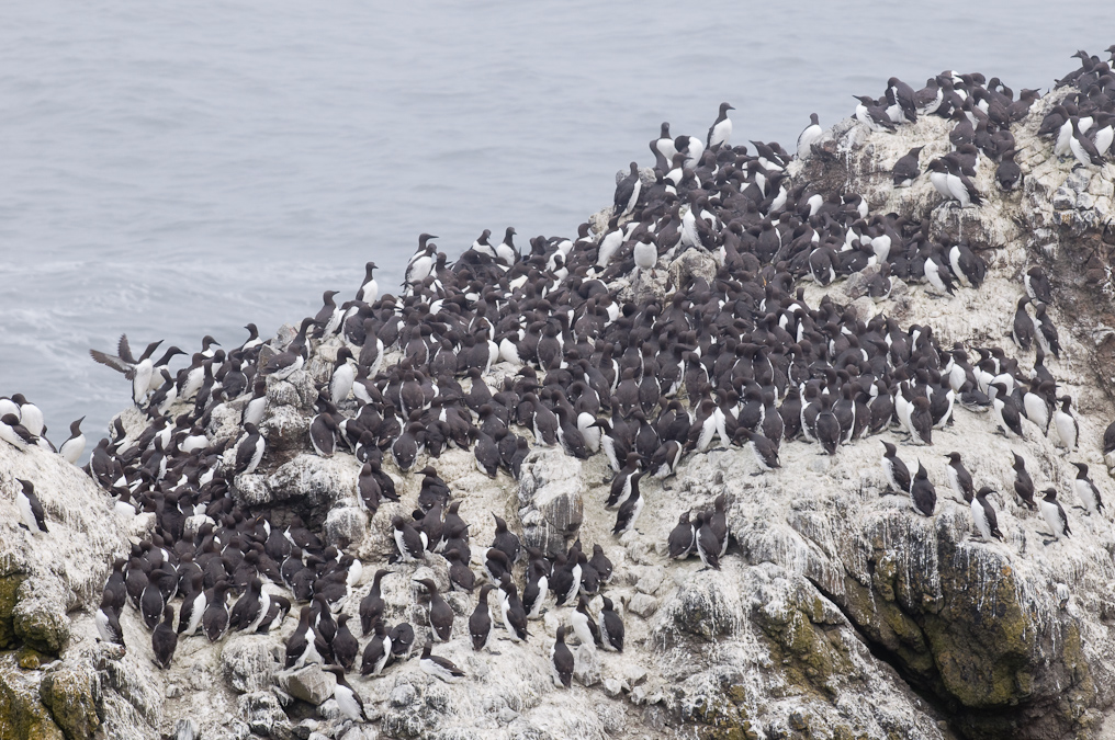 Common Murres on Rocky Coastline   Yaquina Head