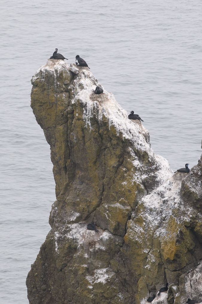 Brandt's Cormorant   Yaquina Head