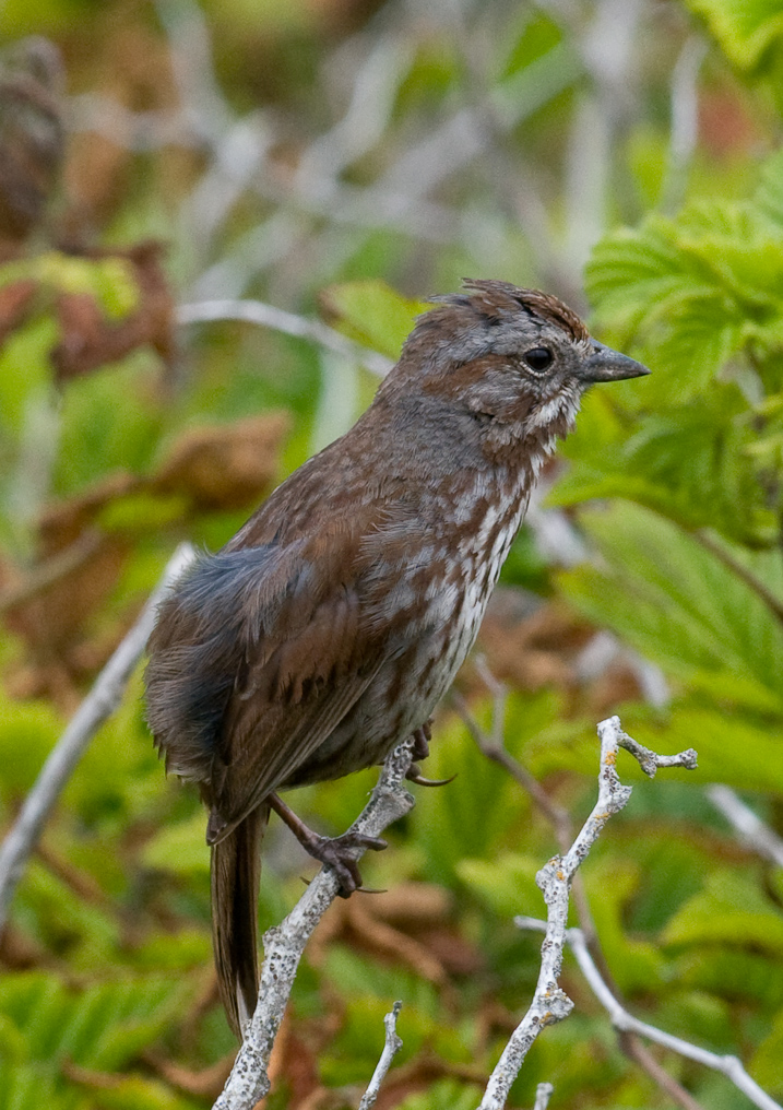 Song Sparrow   Yaquina Head