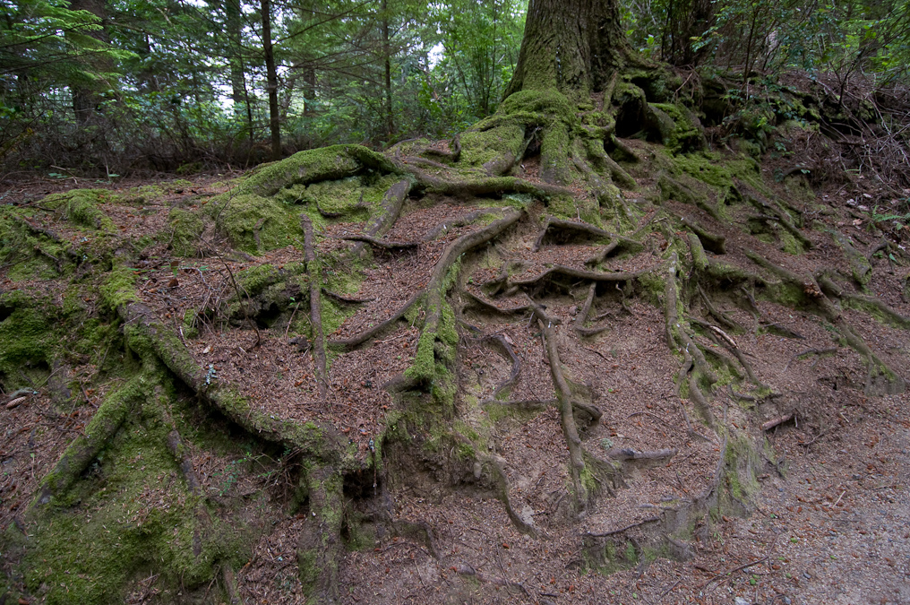 Fort Clatsop   Lewis and Clark Historic Park