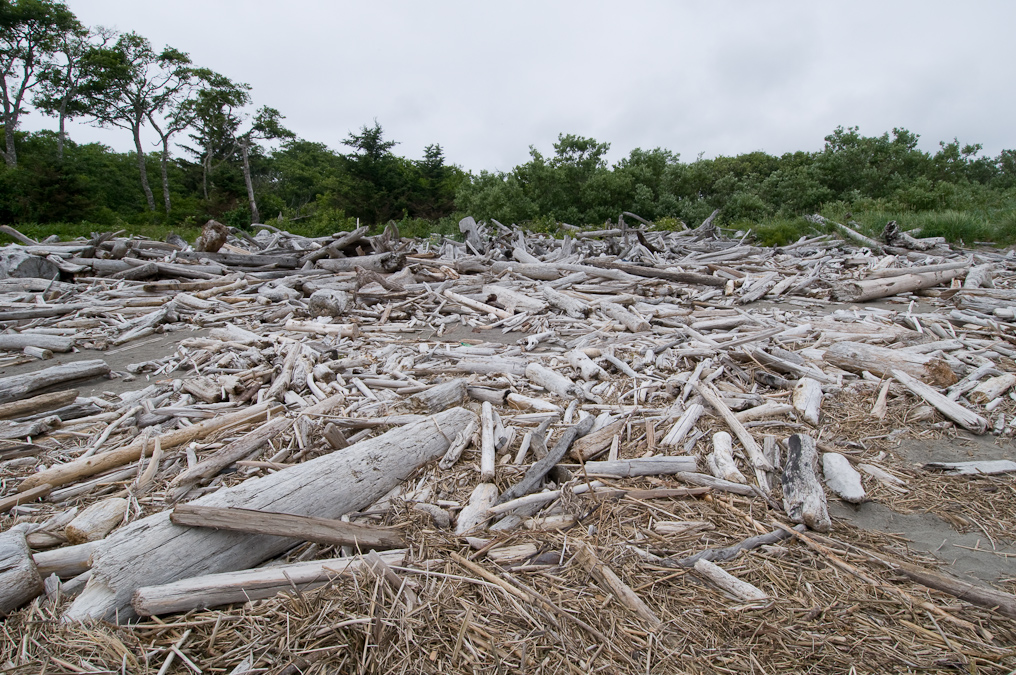 Driftwood Near Cape Disappointment Lighthouse   Cape Disappointment Washington State Park
