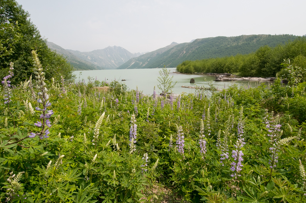 Coldwater Lake   Mount St. Helens National Volcanic Monument