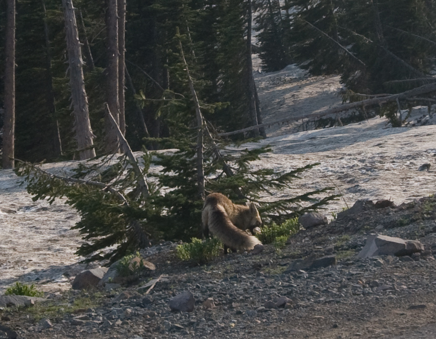 Fox Foraging Around the New Visitor's Center Work site   Mount Rainier National Park