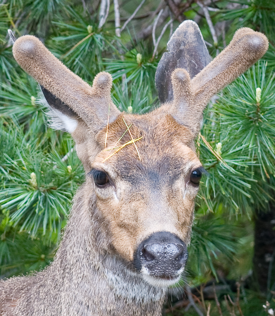    Mount Rainier National Park