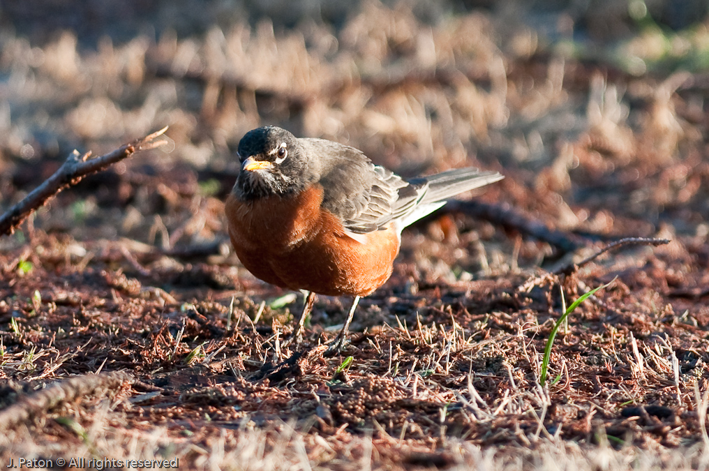 American Robin   Near Reelfoot Lake, Tennessee