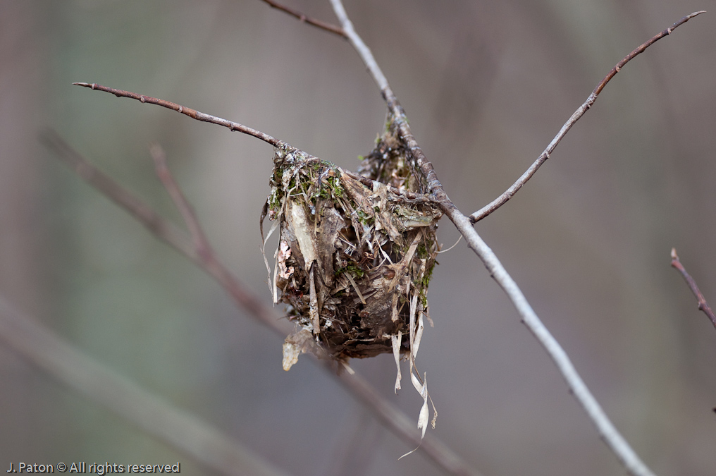 Small Nest   Reelfoot State Park, Tennessee