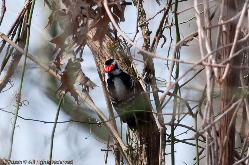 Downy Woodpecker   Reelfoot State Park, Tennessee