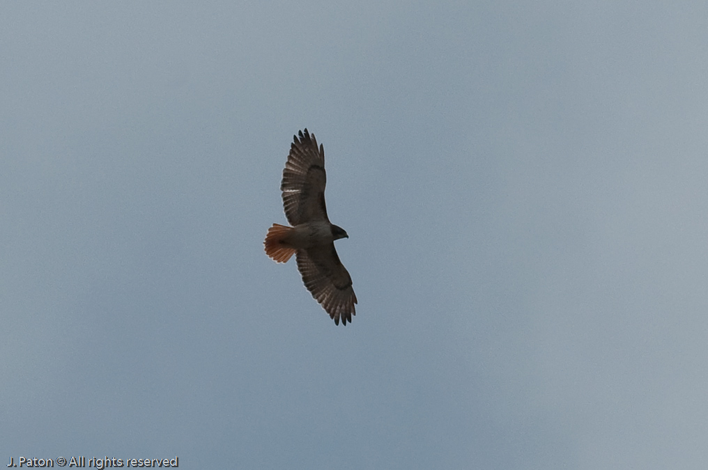 Unknown Hawk   Reelfoot State Park, Tennessee