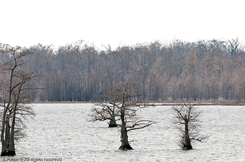 Slow Day on The Observation Platform   Grassy Island Unit, Reelfoot National Wildlife Refuge, Tennessee and Kentucky
