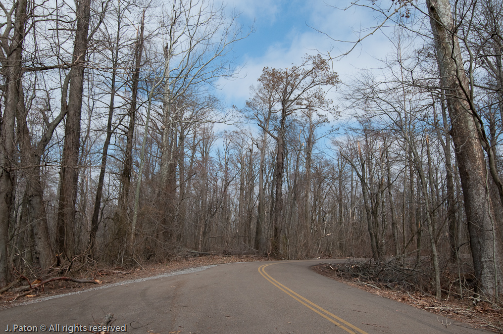 Tree Damage on Walnut Log Road   Grassy Island Unit, Reelfoot National Wildlife Refuge, Tennessee and Kentucky