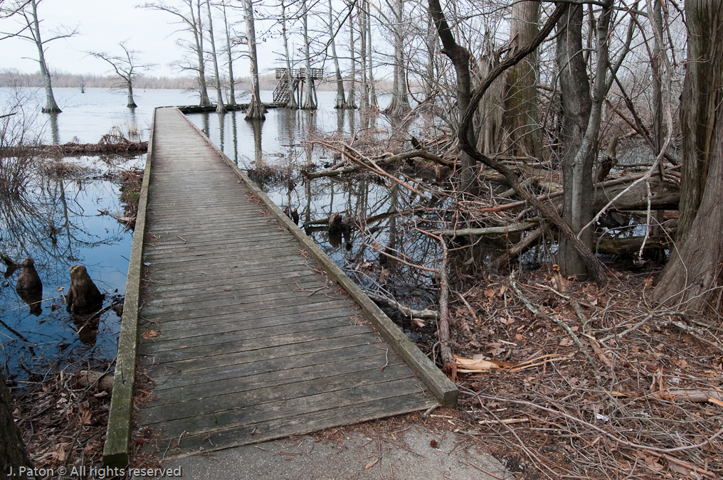 Boardwalk to Observation Platform   Grassy Island Unit, Reelfoot National Wildlife Refuge, Tennessee and Kentucky