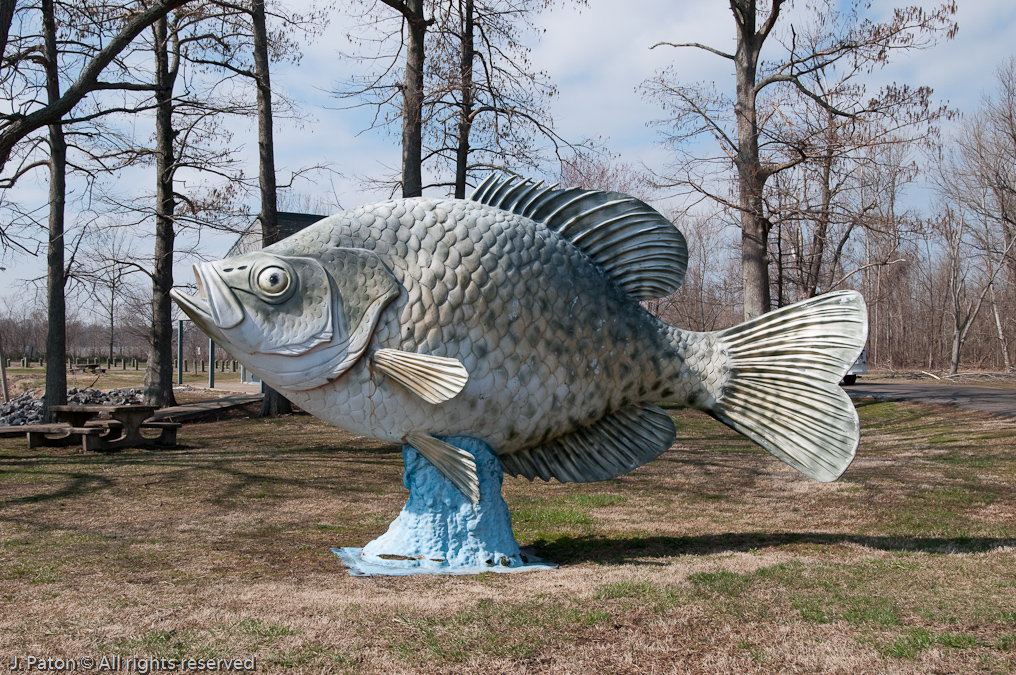 Big Fish Near Samburg   Reelfoot State Park, Tennessee